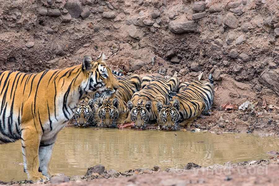tigress with cubs drinking water