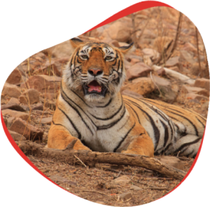 Machli Tigress