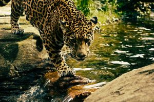 leopard, predator, wild cat-2578114.jpg