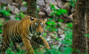 tigers in ranthambore
