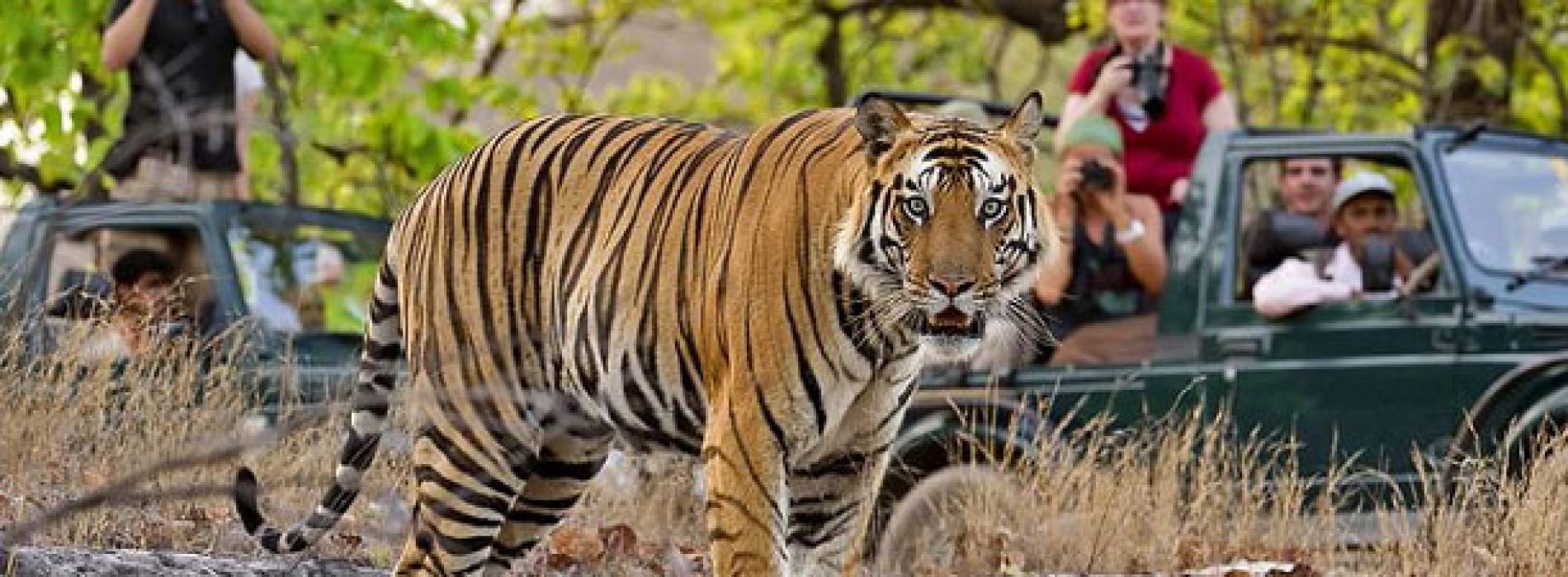 bangal tiger