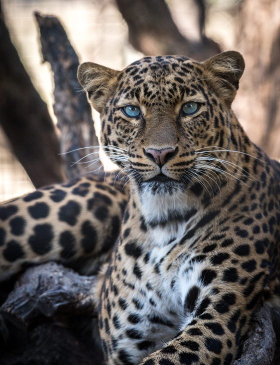 ranthambore leopard